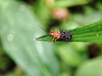 Close-up of insect on plant