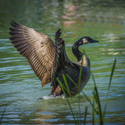 Birds flying over lake