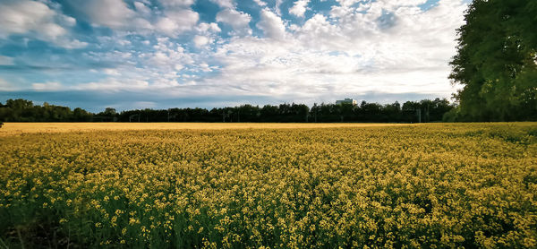 Scenic view of field against sky