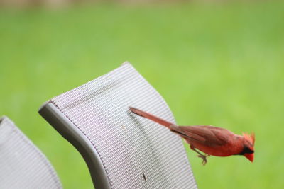 Close-up of open book on plant