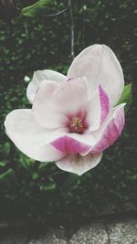 Close-up of pink flowers