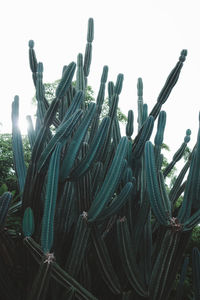 Close-up of succulent plant on field against clear sky