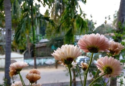 Close-up of flowers blooming outdoors