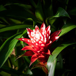 Close-up of red flower