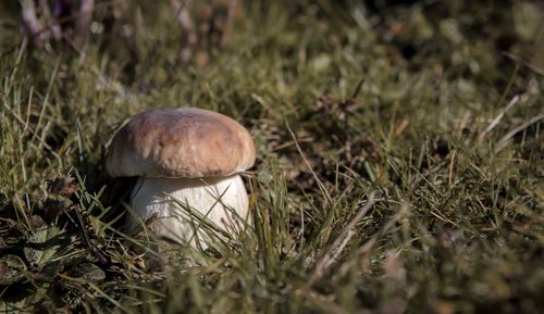 Close-up of mushroom in grass