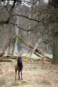 Deer in a forest