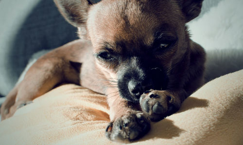 Brown chihuahua stretching and enjoying the sun