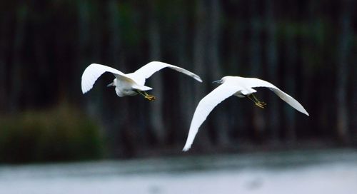 White bird flying