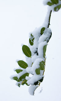 Close-up of snow covered plant