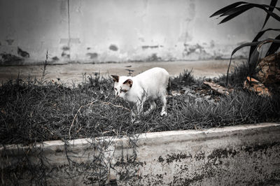 View of a cat on field