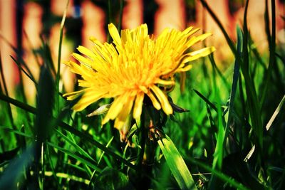 Close-up of yellow flowers