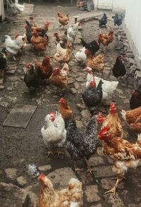 High angle view of ducks in farm