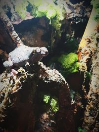 View of an animal on rock