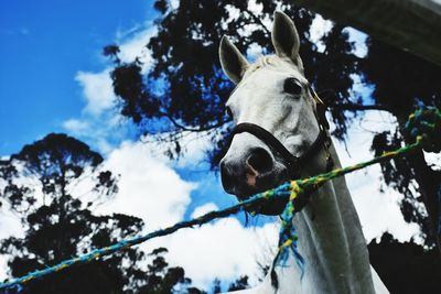 Low angle view of a horse