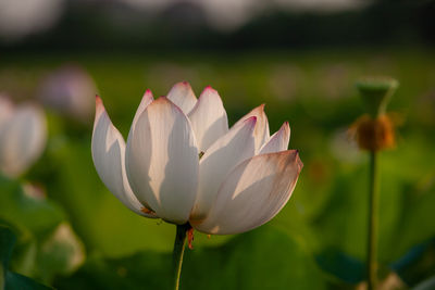 Close-up of lotus water lily