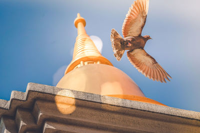 Low angle view of seagull flying