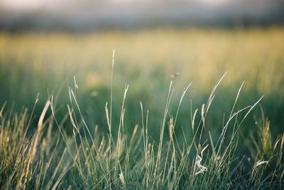 Close-up of crops growing on field