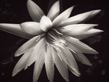 Close-up of flower blooming outdoors