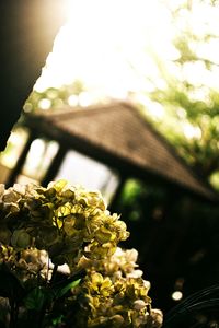 Close-up of yellow flowers against blurred background