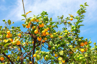 Uncultivated lemon tree . lemon fruits growing on the branches