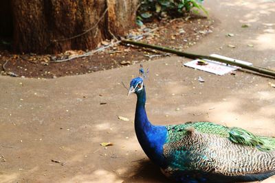 High angle view of peacock on field