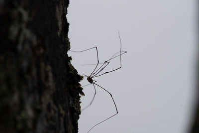 Close-up of spider on tree trunk