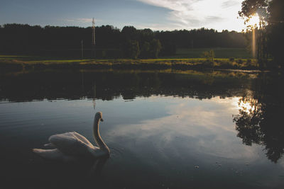 Swan swimming in lake against sky