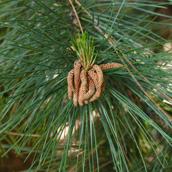 Close-up of pine cone on tree