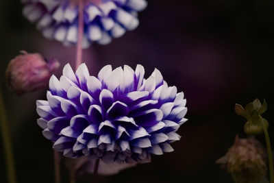 Close-up of purple flowering plant