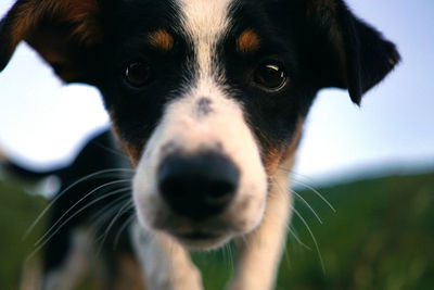 Close-up portrait of puppy on field