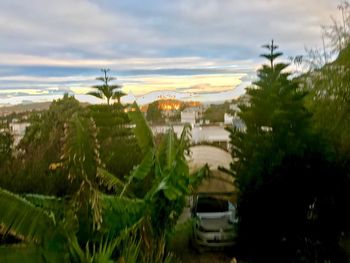 Plants and trees against sky