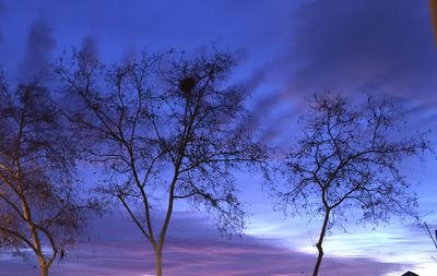 Low angle view of bare trees against blue sky