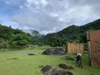 View of a green landscape