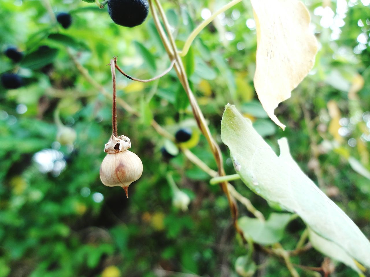 CLOSE-UP OF FRUITS GROWING ON PLANT