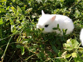 Close-up of white cat on grass