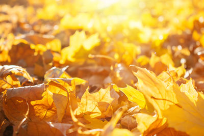 Beautiful yellow and orange autumn fall maple leaves background 