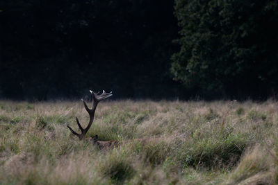 Large red stag deer trying to hide in the long grass of bushy park during the autumn rutting season