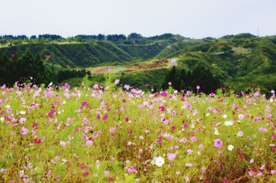 View of flowers growing in field