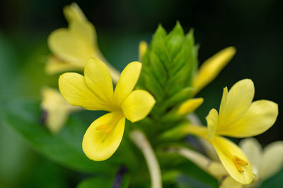 Close-up of yellow flowering plant