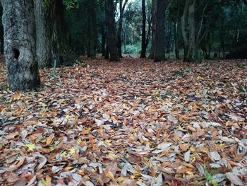 Fallen leaves in forest