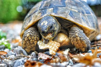 Close-up of tortoise
