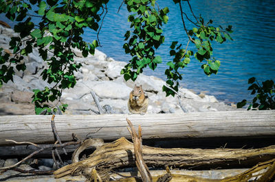 Scenic view of lake with plants in background