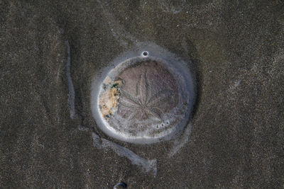 High angle view of horse on sand