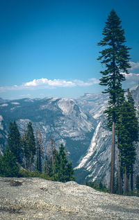 Scenic view of pine trees against sky