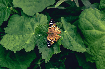 Butterfly perching on leaf