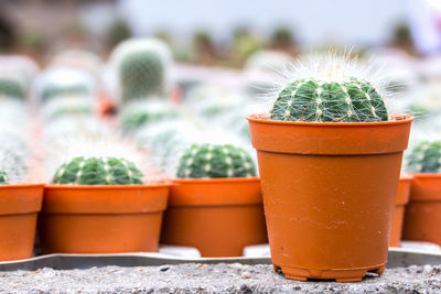 Close-up of potted plant