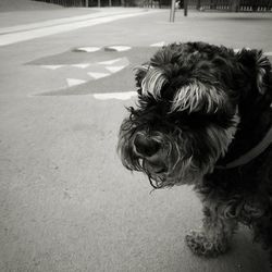 Close-up of dog