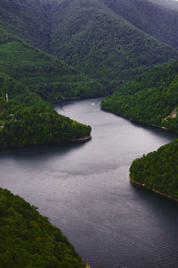 Scenic view of river amidst trees in forest