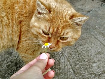 Close-up of hand holding ginger cat