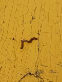 High angle view of a lizard on wood